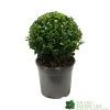 Buxus Sempervirens Ball Topiay Plant 17cm Pot -Gardenia Shop 8717191007740 eb4844a3 642d 4647 8302 44500d2c8eb0