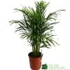 Areca Dypsis Lutescens Indoor Palm 1.5m Tall 1 Areca Dypsis Lutescens Indoor Palm 1.5m Tall -Gardenia Shop 8717232033189
