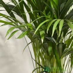 Areca Dypsis Lutescens Indoor Palm 1.5m Tall 5 Areca Dypsis Lutescens Indoor Palm 1.5m Tall -Gardenia Shop 8717232033189 2