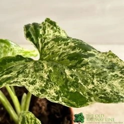 Syngonium 'Mottled' Rare Houseplant 12cm Pot (NL) -Gardenia Shop 8717432215811 2