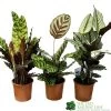 Calathea (Mixed Variety) Houseplant 14cm Pot