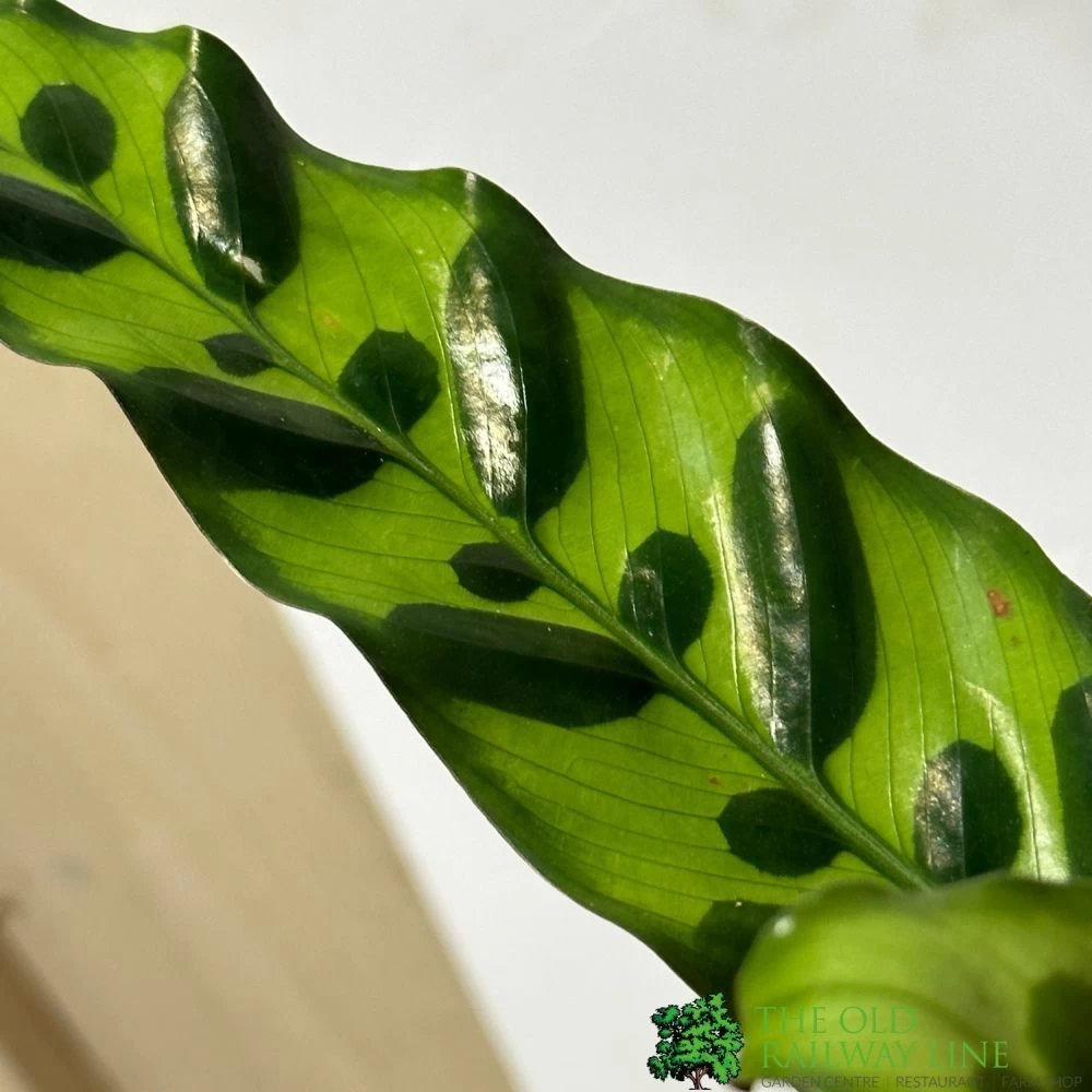 Calathea (Mixed Variety) Houseplant 14cm Pot 4 Calathea (Mixed Variety) Houseplant 14cm Pot - Image 2