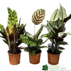 Calathea (Mixed Variety) Houseplant 14cm Pot
