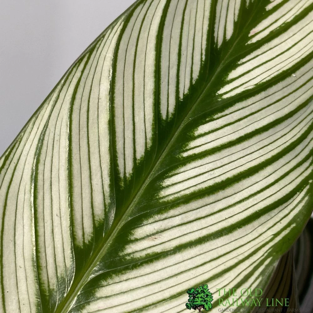 Calathea (Mixed Variety) Houseplant 14cm Pot 6 Calathea (Mixed Variety) Houseplant 14cm Pot - Image 4
