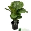 Calathea 'Orbifolia' Houseplant 14cm Pot