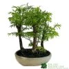 Bonsai 'Metasequoia' 15cm Round Pot 2 Bonsai 'Metasequoia' 15cm Round Pot -Gardenia Shop 8717432989422