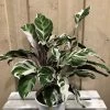 Calathea 'White Fusion' Rare Houseplant 14cm Pot -Gardenia Shop 8718985394831