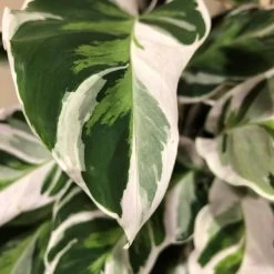 Calathea 'White Fusion' Rare Houseplant 14cm Pot -Gardenia Shop 8718985394831 3