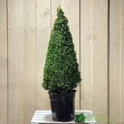 Buxus Cone Topiary Plant 7.5Ltr Pot (NL) -Gardenia Shop 8718985492360 2