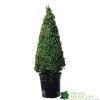 Buxus Pyramid Topiary Plant 22cm Pot 2 Buxus Pyramid Topiary Plant 22cm Pot -Gardenia Shop 8718985492360 2a862edb 6912 4bf6 ba7b 51f24962f89e