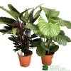 Calathea Houseplant (Mixed Varieties) 19cm Pot -Gardenia Shop 8718985581125