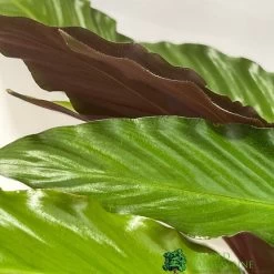 Calathea Houseplant (Mixed Varieties) 19cm Pot -Gardenia Shop 8718985581125 2