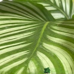 Calathea Houseplant (Mixed Varieties) 19cm Pot -Gardenia Shop 8718985581125 3