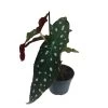 Begonia Maculata 'Polka Dot' Houseplant 11.5cm Pot -Gardenia Shop 8718985581453