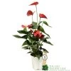 Anthurium 'Red Champion' Plant 14cm Pot 2 Anthurium 'Red Champion' Plant 14cm Pot -Gardenia Shop 8718985582894