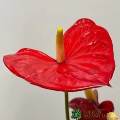 Anthurium 'Red Champion' Plant 14cm Pot -Gardenia Shop 8718985582894 2