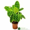 Calathea 'Zebrina' Zebra Plant 14cm Pot 1 Calathea 'Zebrina' Zebra Plant 14cm Pot -Gardenia Shop 8718985714967