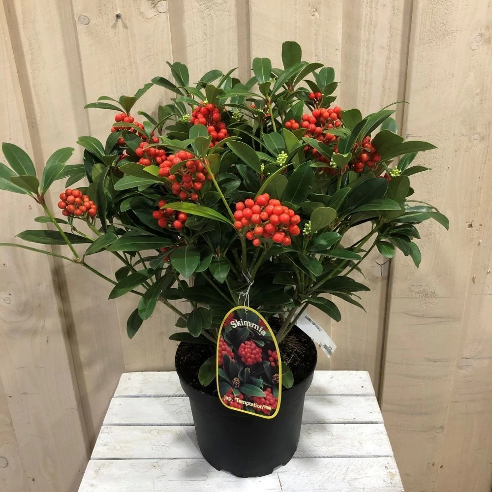 Skimmia Japonica 'Temptation' 2Ltr Pot (NL) 4 Skimmia Japonica 'Temptation' 2Ltr Pot (NL) - Image 2