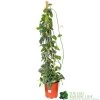 Epipremnum 'Trebie' Satin Pothos Houseplant 1.6m Tall (NL) 1 Epipremnum 'Trebie' Satin Pothos Houseplant 1.6m Tall (NL) -Gardenia Shop 8718985820170