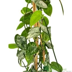 Epipremnum 'Trebie' Satin Pothos Houseplant 1.6m Tall (NL) -Gardenia Shop 8718985820170 2