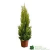 Cupressus Goldcrest 'Wilma' Pyramid 23cm Pot (NL) -Gardenia Shop 8718985830919 dddf7b2d 8ab5 4fb4 b8dc da67bfd9d59a