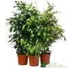 Ficus Benjamina Mixed Variety 19cm -Gardenia Shop 8719127092356