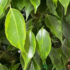 Ficus Benjamina Mixed Variety 19cm -Gardenia Shop 8719127092356 2
