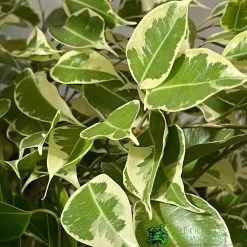 Ficus Benjamina Mixed Variety 19cm -Gardenia Shop 8719127092356 3