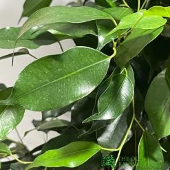 Ficus Benjamina Mixed Variety 19cm -Gardenia Shop 8719127092356 4