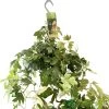 Cissus 'Ellen Danica' Hanging Indoor Ivy 17cm Pot 2 Cissus 'Ellen Danica' Hanging Indoor Ivy 17cm Pot -Gardenia Shop 8719127745733