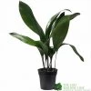 Aspidistra 'Cast Iron' Houseplant 17cm Pot -Gardenia Shop 8719127861174