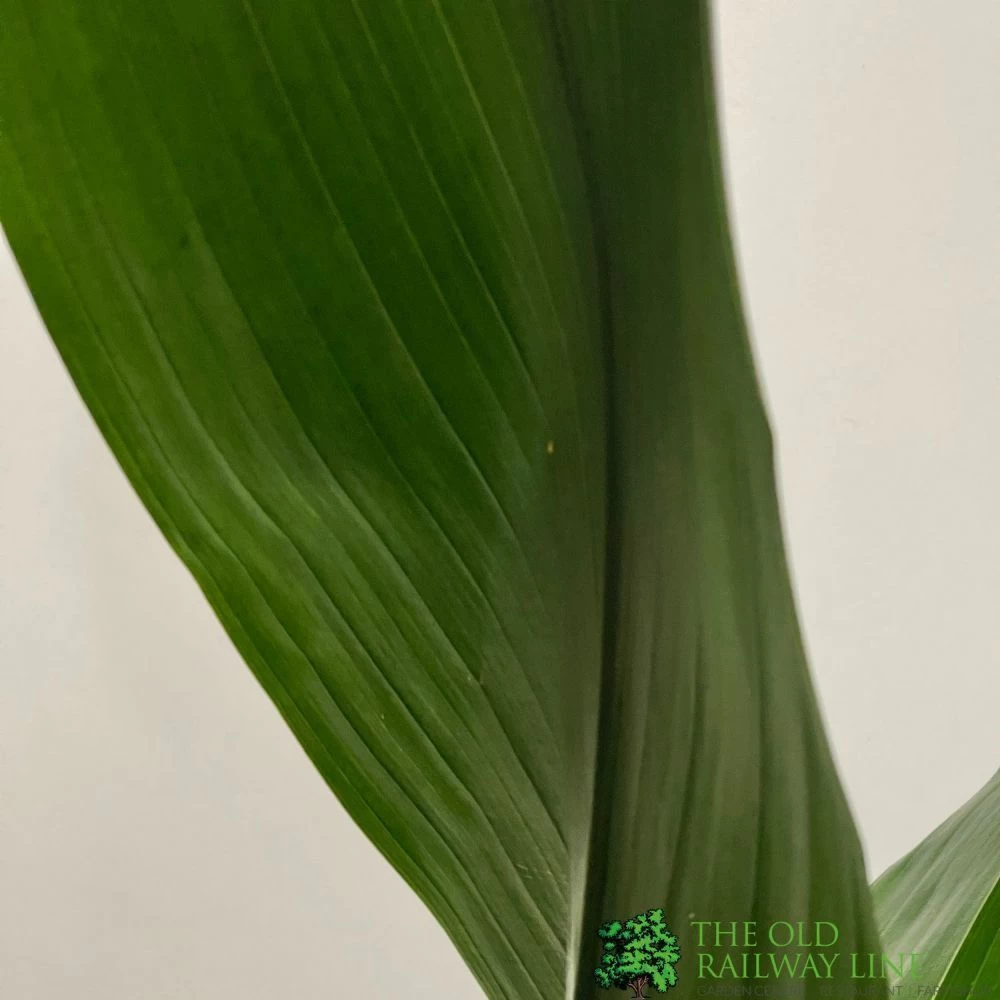 Aspidistra 'Cast Iron' Houseplant 17cm Pot 5 Aspidistra 'Cast Iron' Houseplant 17cm Pot - Image 3