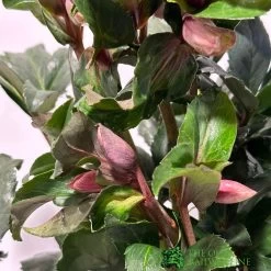 Hellebore 'Angel Glow' Helleborus Plant 3Ltr Pot 5 Hellebore 'Angel Glow' Helleborus Plant 3Ltr Pot -Gardenia Shop 8719323105263 2