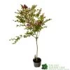 Syringa Microphylla Lilac Standard 3Ltr Pot -Gardenia Shop 8719323111707