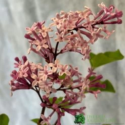 Syringa Microphylla Lilac Standard 3Ltr Pot 5 Syringa Microphylla Lilac Standard 3Ltr Pot -Gardenia Shop 8719323111707 2