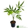 Fatsia Polycarpa 'Green Fingers' 2Ltr Pot -Gardenia Shop 8719323730861