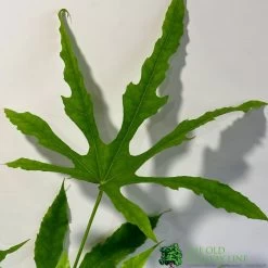 Fatsia Polycarpa 'Green Fingers' 2Ltr Pot -Gardenia Shop 8719323730861 2