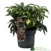 Hellebore 'Dacaya' Helleborus Plant 3Ltr Pot -Gardenia Shop 8719323773011