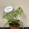 Syngonium 'Mottled' Rare Houseplant 12cm Pot (NL) 2 Syngonium 'Mottled' Rare Houseplant 12cm Pot (NL) -Gardenia Shop 8719522547628