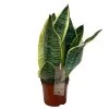 Sansevieria Trifasciata 'Futura Superba' Succulent Houseplant 12cm Pot -Gardenia Shop 8719522707886