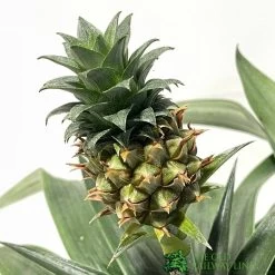 Pineapple 'Ananas Corona' 12cm Pot (NL) -Gardenia Shop 8719562577890 2 af627a4a fa6f 4d4f b251 3fa16dff3a5f