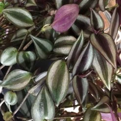 Tradescantia Hanging 17cm Pot Assorted Colours Available -Gardenia Shop 8719562620954 3