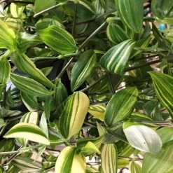 Tradescantia Hanging 17cm Pot Assorted Colours Available -Gardenia Shop 8719562620954 4