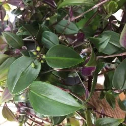 Tradescantia Hanging 17cm Pot Assorted Colours Available -Gardenia Shop 8719562620954 5