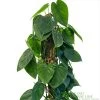 Philodendron 'Scandens' Houseplant On Moss Pole 1.5m Tall -Gardenia Shop 8719562745091