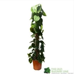 Philodendron 'Scandens' Houseplant On Moss Pole 1.5m Tall -Gardenia Shop 8719562745091 2
