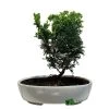 Bonsai Tree 'Chamaecyparis' Outdoor Bonsai 20cm Pot -Gardenia Shop 8719562861814