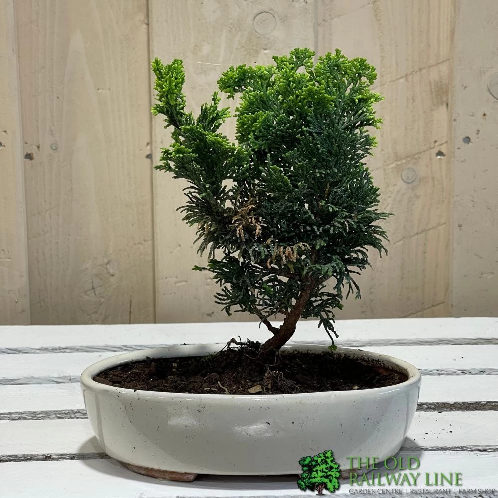 Bonsai Tree 'Chamaecyparis' Outdoor Bonsai 20cm Pot 4 Bonsai Tree 'Chamaecyparis' Outdoor Bonsai 20cm Pot - Image 2