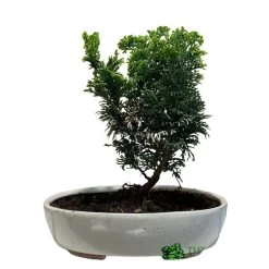 Bonsai Tree 'Chamaecyparis' Outdoor Bonsai 20cm Pot