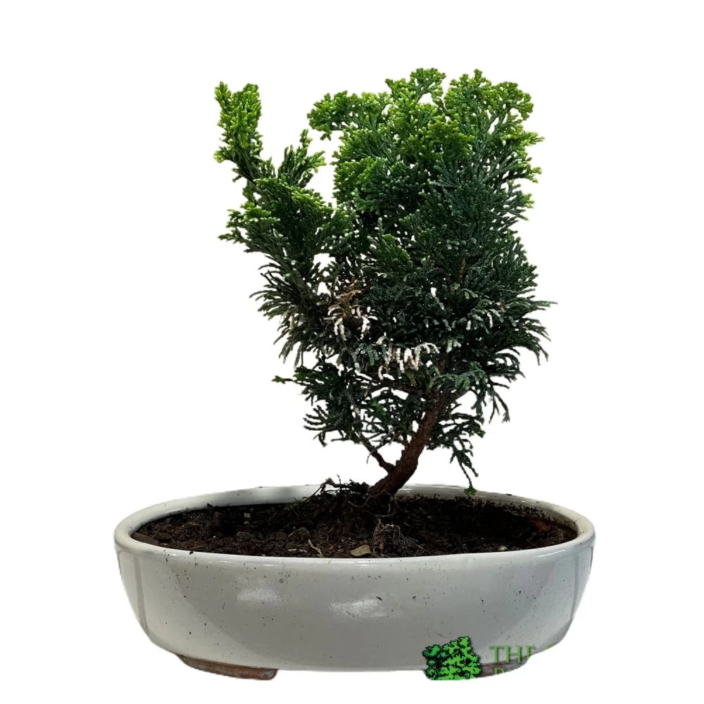 Bonsai Tree 'Chamaecyparis' Outdoor Bonsai 20cm Pot 3 Bonsai Tree 'Chamaecyparis' Outdoor Bonsai 20cm Pot